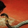 Kiss of death #kingcobra